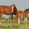 Wild Horse and Colt
