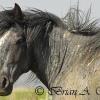 Wild Horse Profile