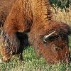 Feeding Bison