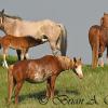 Wild Horses
