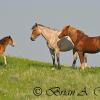 Wild Horses and Colt