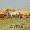 Wild Horses