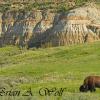 Bison At TRNP