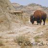 Bison At Buck Hill