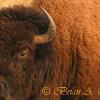 Bison Profile