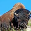 Bison