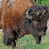 Bison with Decoration