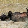 Bison Rolling