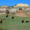 Bison Herd