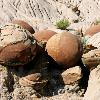 Cannonball Concretions