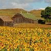 North Dakota Sunflowers