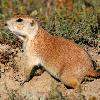 Prairie Dog