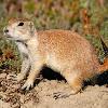 Prairie Dog