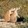 Prairie Dogs