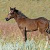 Wild Colt