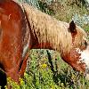 Wild Horse