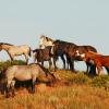 Wild Horses