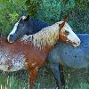 Wild Horses