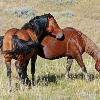 Wild Stallion and Mare