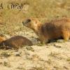 Prairie Dogs