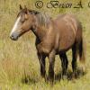 Wild Horse VI