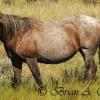 Wild Horse V