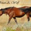 Wild Horse IV