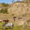 The Wild Horses of Teddy Roosevelt NP