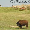 Bison And Horses