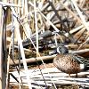 Blue Wing Teal and Cattails - Horicon Marsh