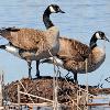 Canada Geese on Muskrat House - Horicon Marsh
