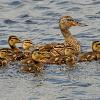 Mallard Hen and Ducklings - Horicon Marsh