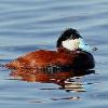 Ruddy Duck Drake - Horicon Marsh