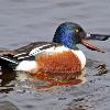 Shoveler - Horicon Marsh, WI