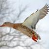 Flying Hen Mallard