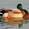 Mallard Drake Preening