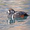 Harlequin Duck