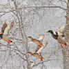 Mallards in the Snow