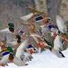 Flying Mallards