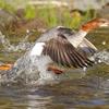 Merganser Taking Flight