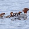 Hitching A Ride - Merganser Chicks