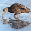 Black Duck on Ice