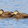 Black Ducks - Wisconsin River