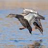 Black Ducks Landing