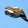 Female Mallard Flying