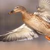 Female Mallard in Flight