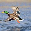 Mallard Taking Off