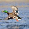 Mallard Taking Off