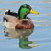 Mallard Drake