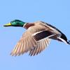 Mallard in Flight